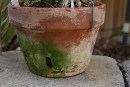 Orchid Pots