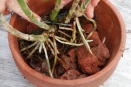 Repotting Orchids