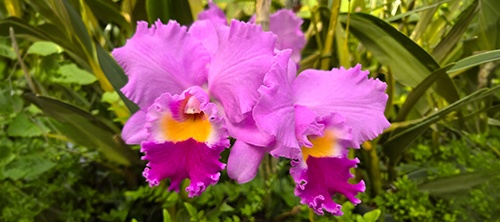 Show Table and Orchid Photographs