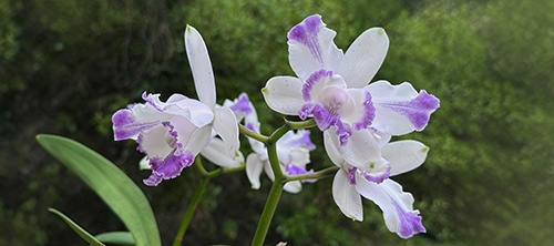 Show Table and Orchid Photographs