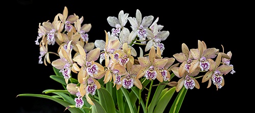 Show Table and Orchid Photographs