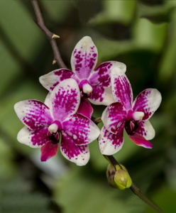 Image 2018-04