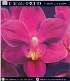 Ultimate Orchid