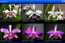 OrchidWiz