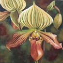 Alfred Ng, Lady Slippers