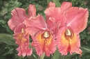Rose Ganucheau, Tropical Dream