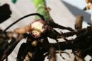 Fusarium Wilt - Diagnostic Purple Band on Orchid