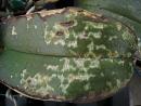 Cold Damage on Phalaenopsis - photo courtesy of Wang