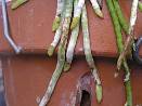 Snail or Slug Root Damage on Orchid Roots - courtesy of the American Orchid Society