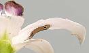Caterpillar Eating Orchid Flower - photo courtesy of the American Orchid Society