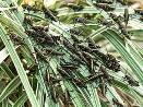 Grasshoppers - photo courtesy of the American Orchid Society