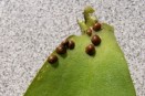 Hard Armored Scale on Orchid
