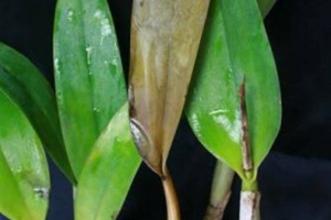 Orchid Ailment Links
