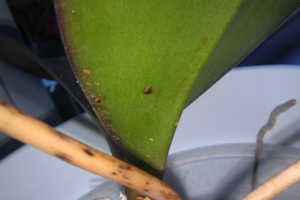 Image 15