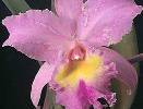 Orchid Ailment Links