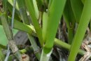 Stress Delays Normal Blooming Cycle