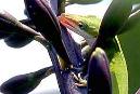 Anole Licking Honeydew on Orchid - photo courtesy of the American Orchid Society