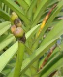 Thrips Cause Bud Blast