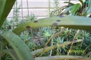 Bacterial Brown Spot on Vanda
