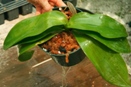 Water Plants Before Fertilizing?