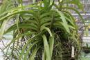 Large Vanda with Many Keikis
