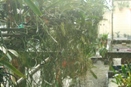 Water Plants Before Fertilizing?
