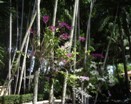 Fungal Leaf Spots on Dendrobiums