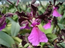 Encyclia Culture (Enc. oncidioides x Enc. cordigera)