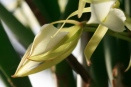 Nectar Glues Cattleya Flower Tips Forming Brown Discolorations