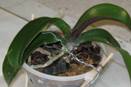 Scale or Mealybugs on Phalaenopsis