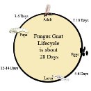 Fungus Gnats in Old Potting Mix