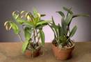 Orchids Won't Bloom