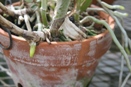 Repot Just Before New Roots Emerge