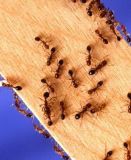 Ants