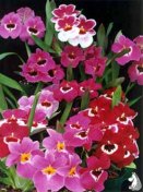 Miltoniopsis Orchid Culture