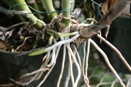 Repot Just Before New Roots Emerge