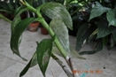 Stippling from Mites on Dendrobium Orchid