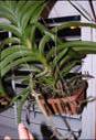 Black Rot on Vanda Keiki