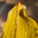 Aphids on Paphiopedilum Orchid
