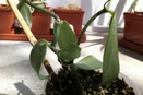 Vanilla Leaves Wilting
