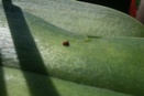 Hard Armored Scale on Orchids