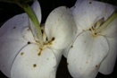 Soft Brown Scale on Phalaenbopsis Orchid Flower