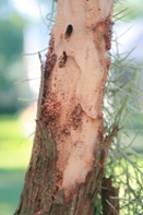 Dry Wood Termites on Orchid Mount
