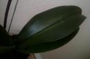 Broad Mites on Phalaenopsis Orchid