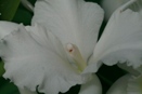 Deformed Orchid Flowers