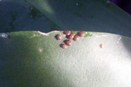 Brown Nodules on Orchid