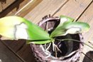 Scorched Leaves on Phal
