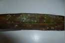 Round White Fuzzy Spots on Leaves