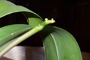 Sticky Dew on Flower Spike