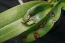 Microfungus or Virus - Infected Paphiopedilum